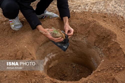 فصل کاشت درخت از زمستان به پاییز منتقل شود